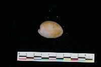 藏品(太平洋棗螺)的圖片